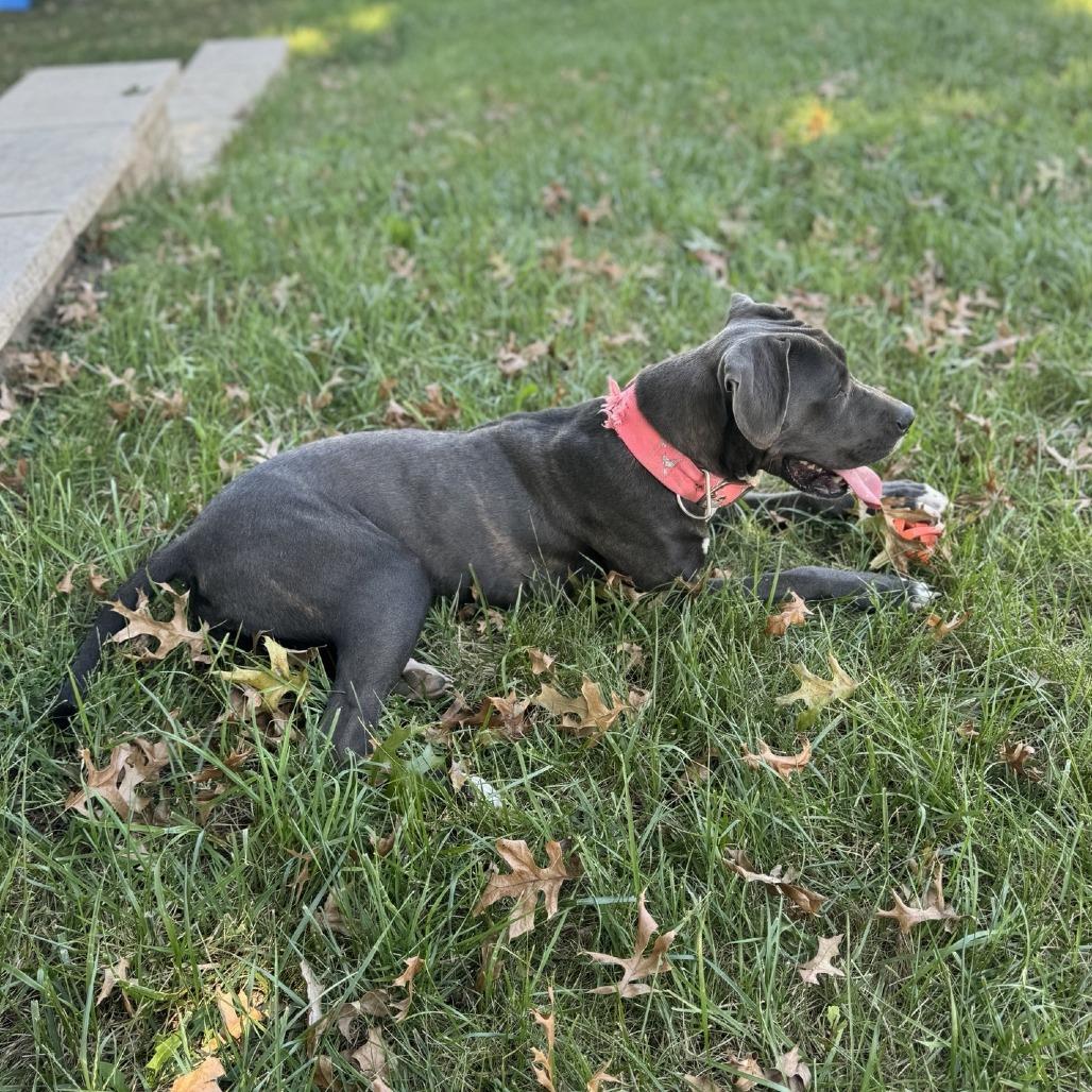 Coco Chanel, a Adoptable Mixed Breed in Olathe, KS image 5/6