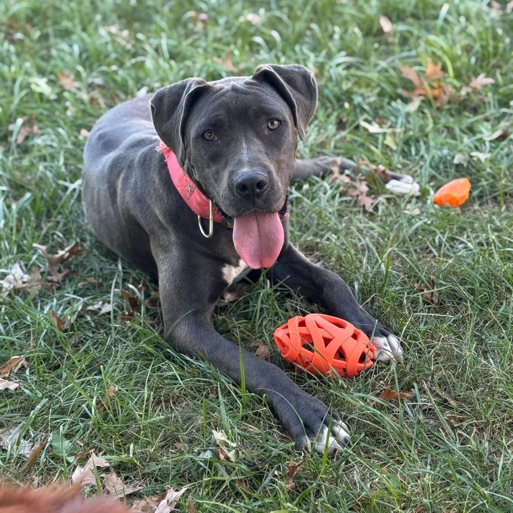 Coco Chanel, a Adoptable Mixed Breed in Olathe, KS image 6/6
