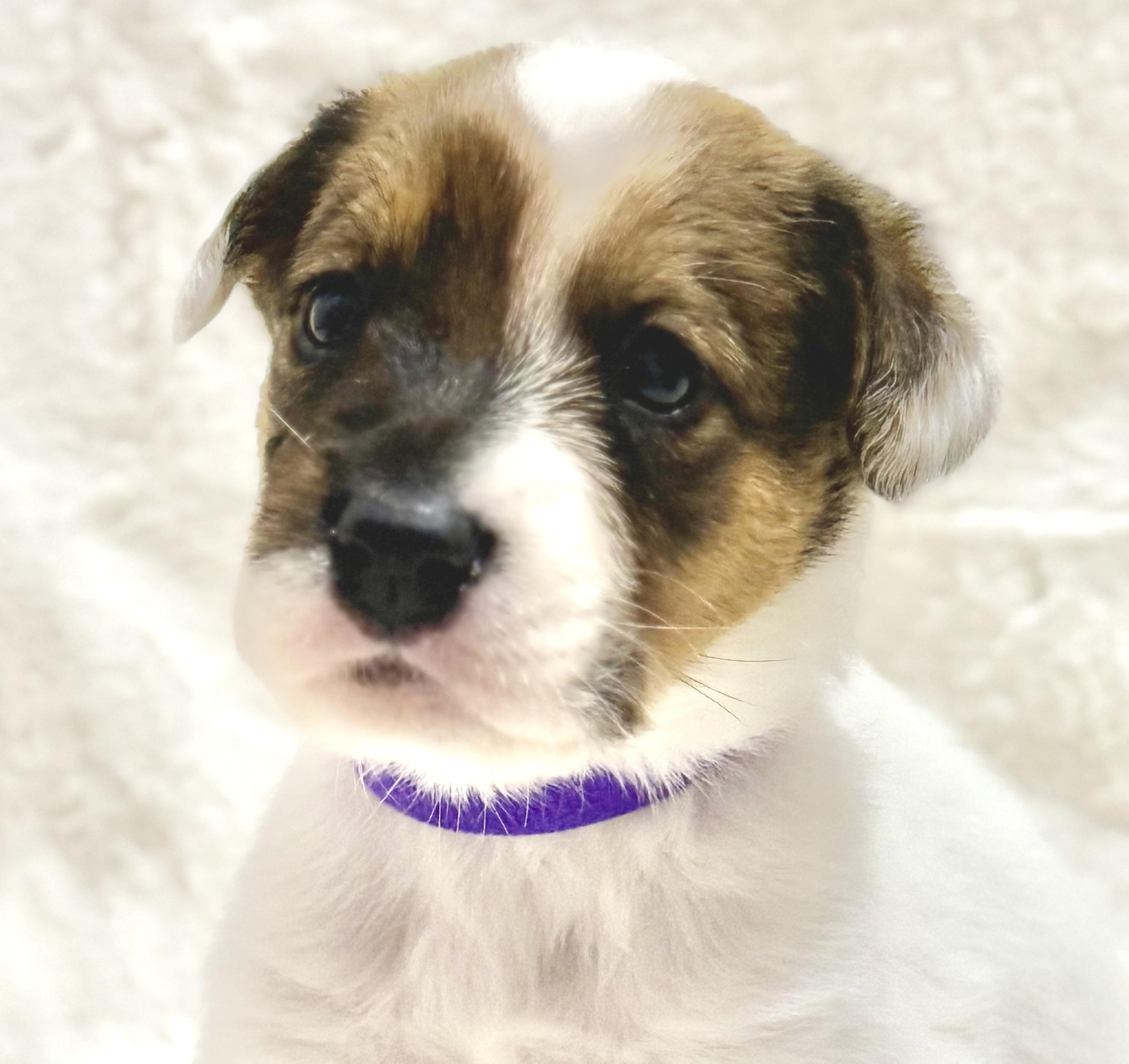 Enlarge Holly, a Adoptable Australian Cattle Dog / Blue Heeler in Austin, TX image 6/6