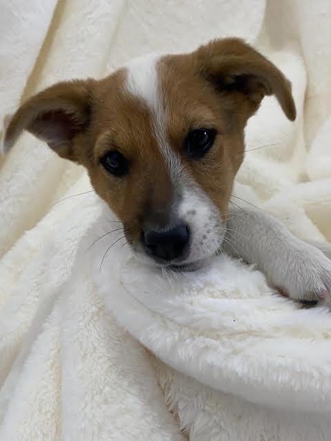 Enlarge Holly, a Adoptable Australian Cattle Dog / Blue Heeler in Austin, TX image 2/6