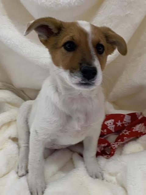 Enlarge Holly, a Adoptable Australian Cattle Dog / Blue Heeler in Austin, TX image 3/6