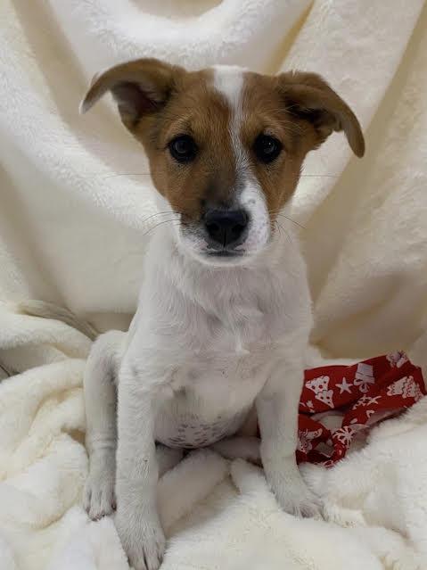 Enlarge Holly, a Adoptable Australian Cattle Dog / Blue Heeler in Austin, TX image 1/6