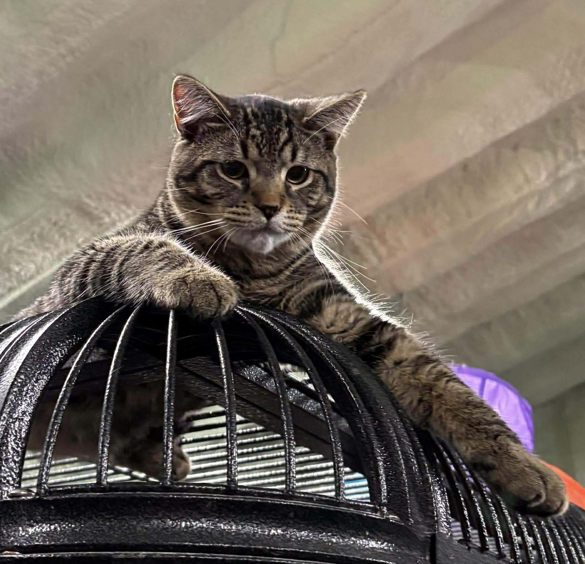 Enlarge MOLSON, a Adoptable Domestic Medium Hair in Tillsonburg, ON image 2/6