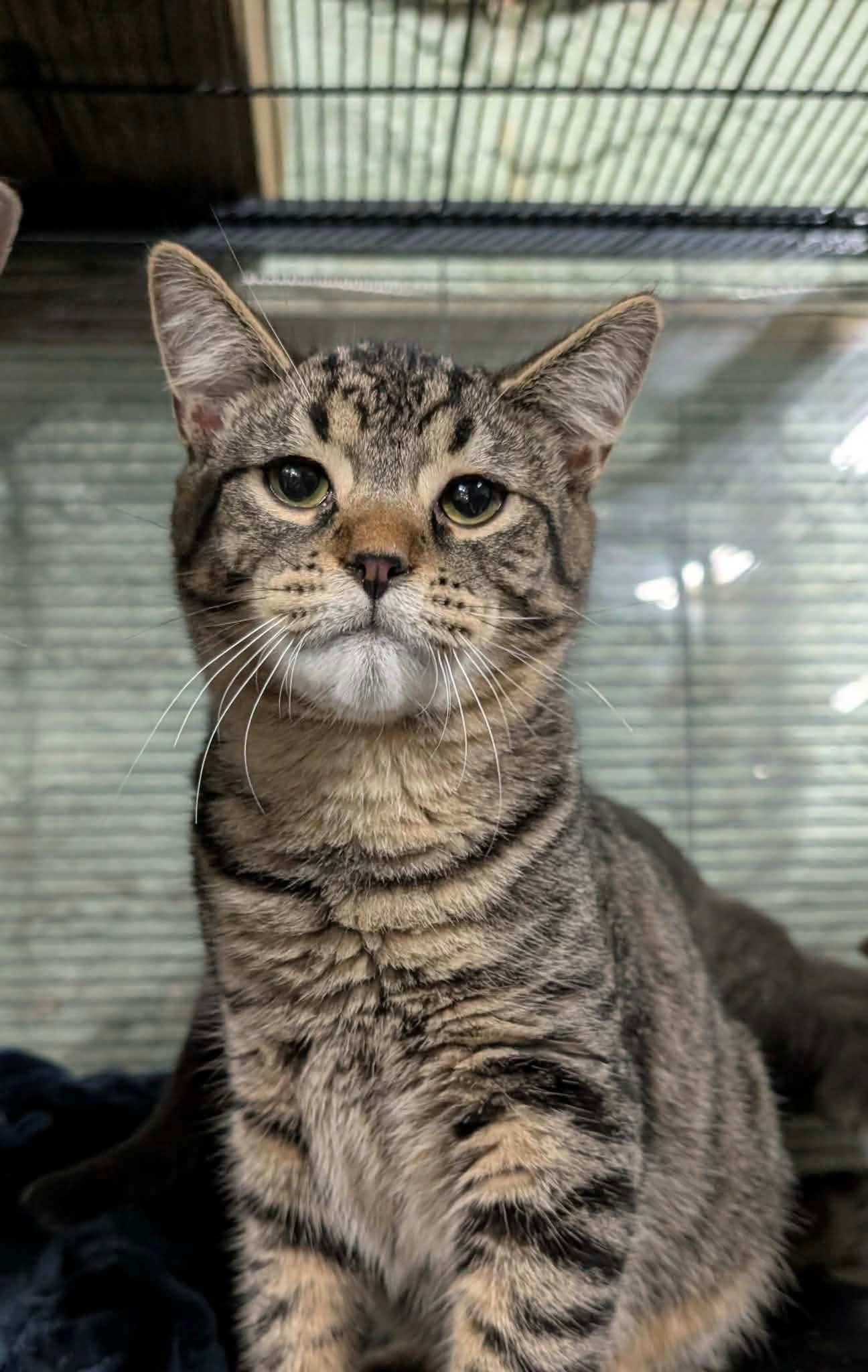 Enlarge MOLSON, a Adoptable Domestic Medium Hair in Tillsonburg, ON image 3/6