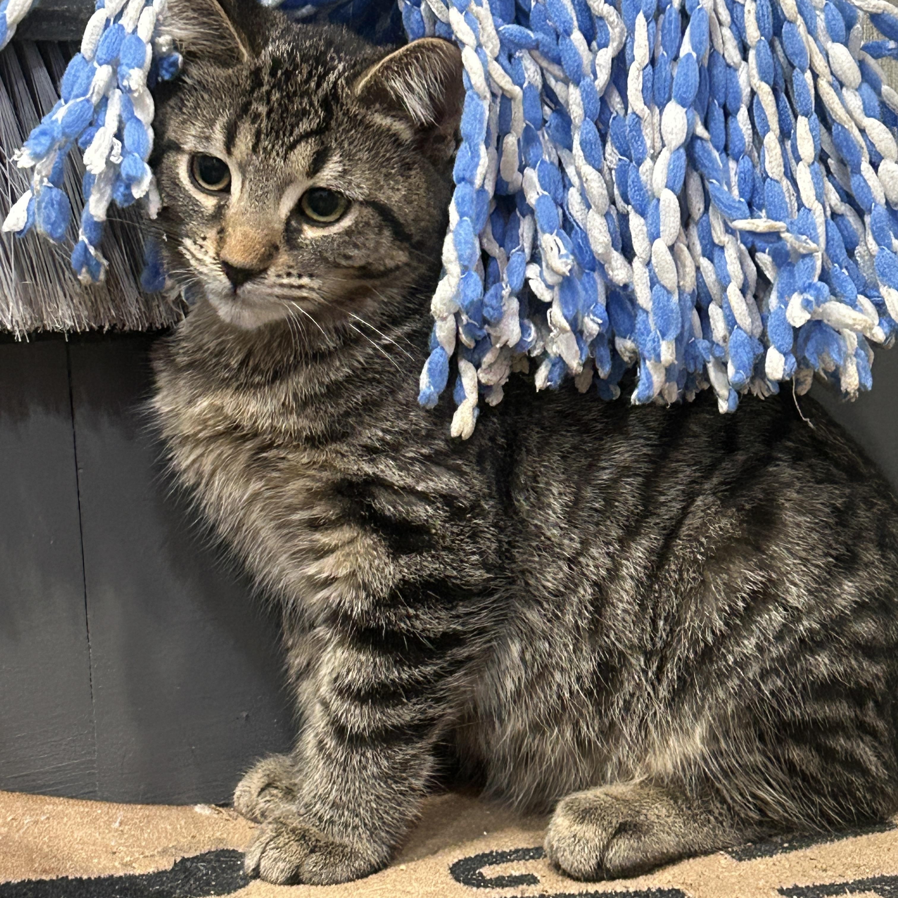 Enlarge MOLSON, a Adoptable Domestic Medium Hair in Tillsonburg, ON image 4/6