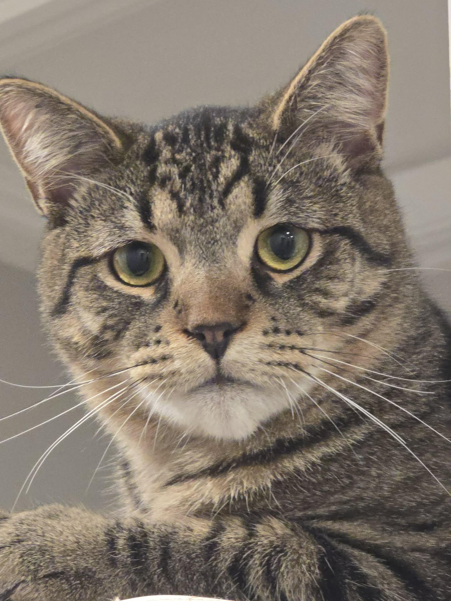 MOLSON, an adopted Domestic Medium Hair in Tillsonburg, ON image 1/6