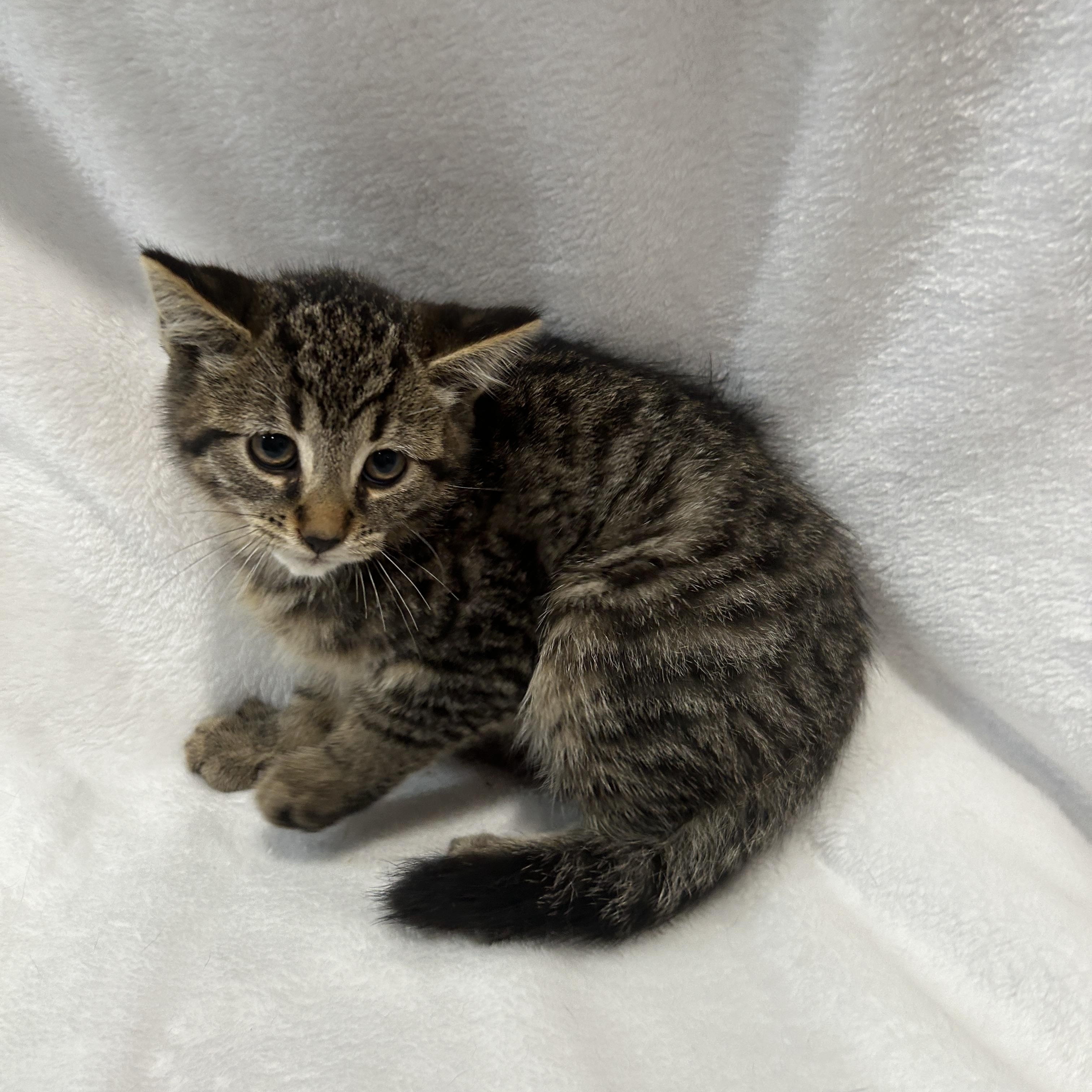 Enlarge MOLSON, a Adoptable Domestic Medium Hair in Tillsonburg, ON image 5/6