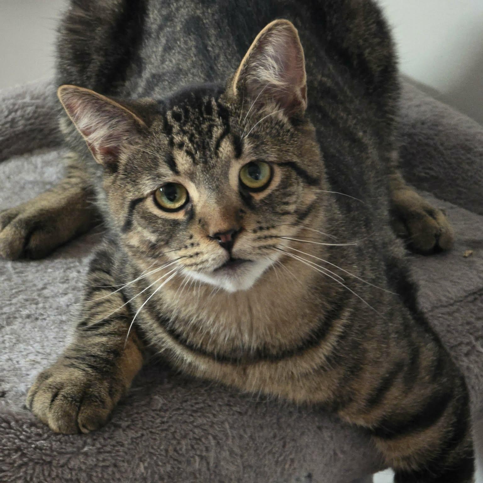 MOLSON, an adopted Domestic Medium Hair in Tillsonburg, ON image 2/6