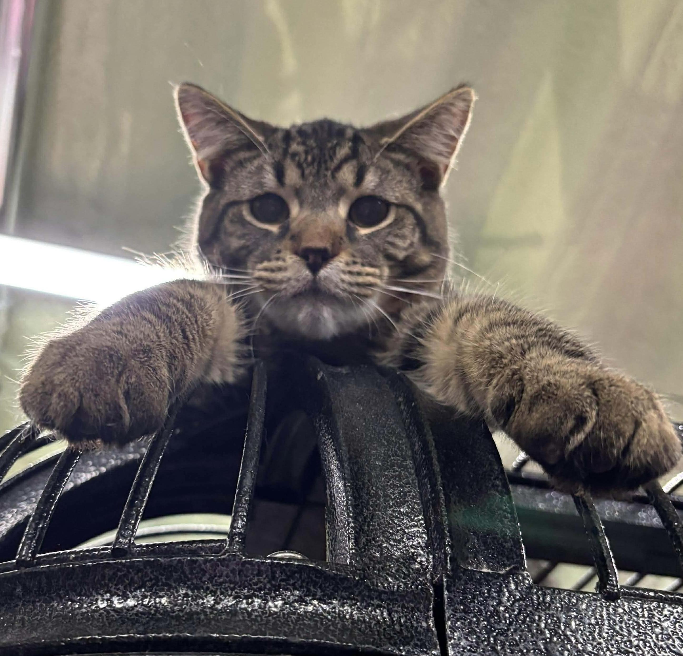 Enlarge MOLSON, a Adoptable Domestic Medium Hair in Tillsonburg, ON image 1/6