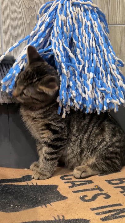 Enlarge MOLSON, a Adoptable Domestic Medium Hair in Tillsonburg, ON video 6/6