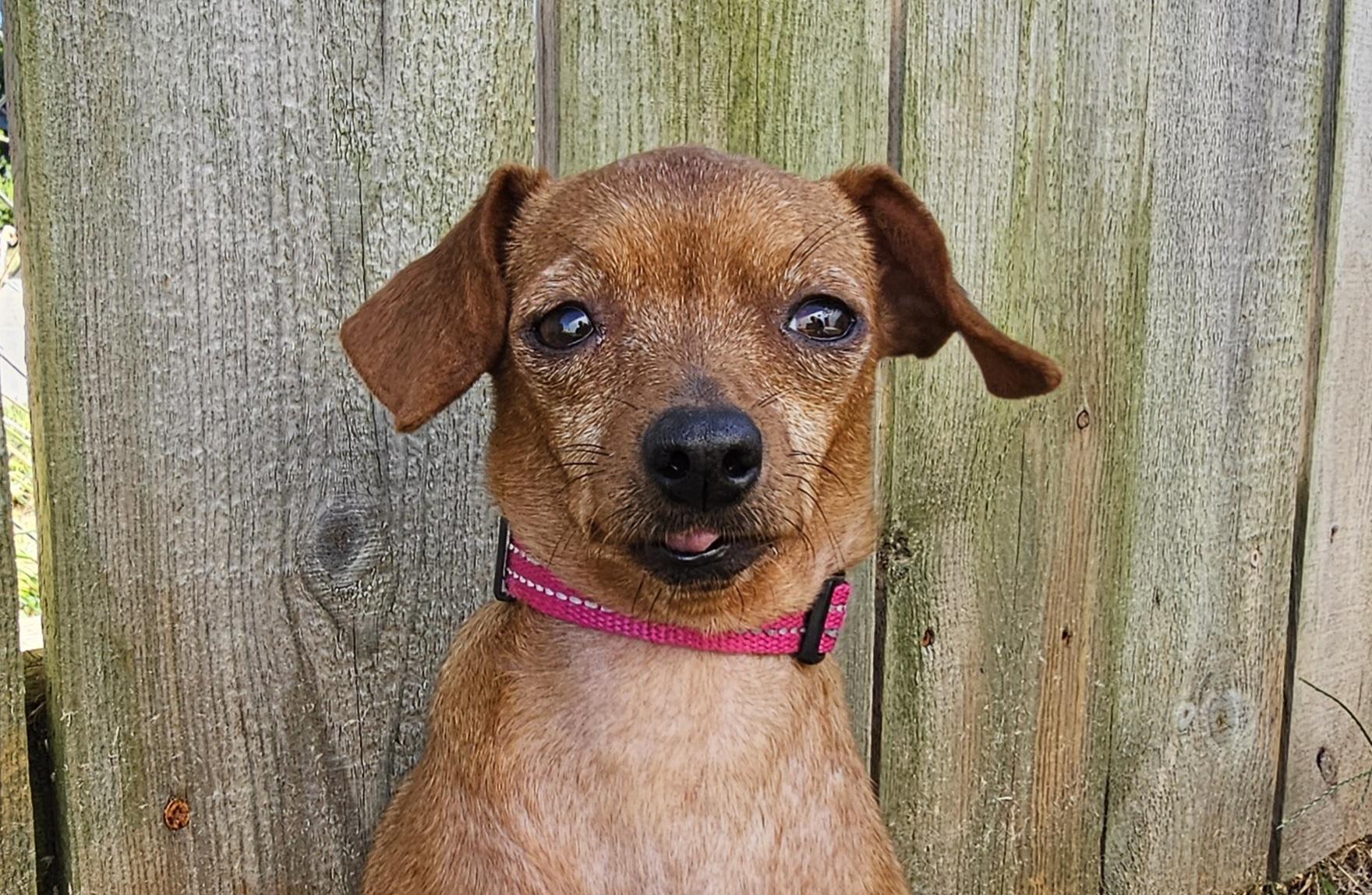 Enlarge Dottie, a Adoptable Chihuahua in Lexington, KY image 5/6