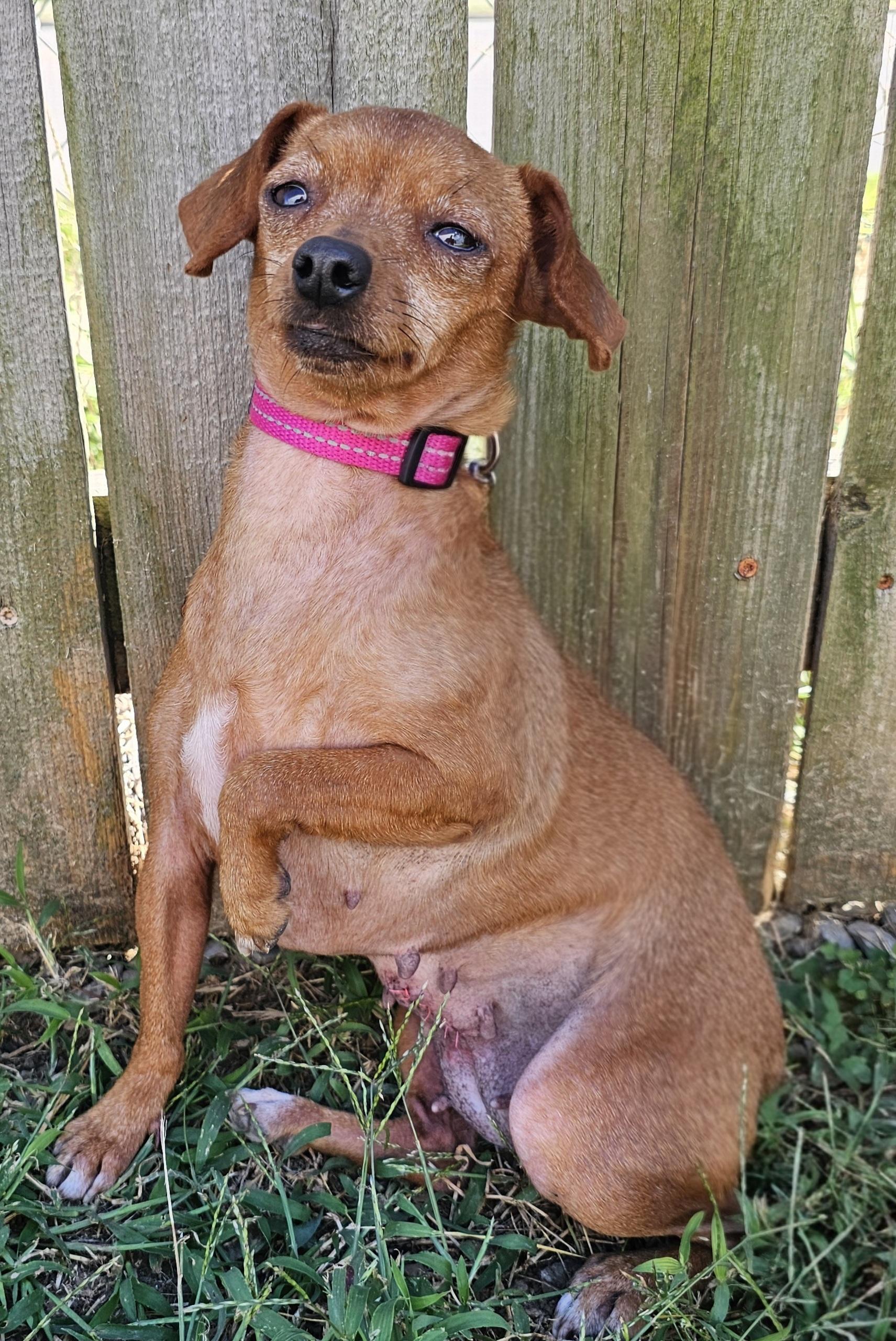 Enlarge Dottie, a Adoptable Chihuahua in Lexington, KY image 3/6