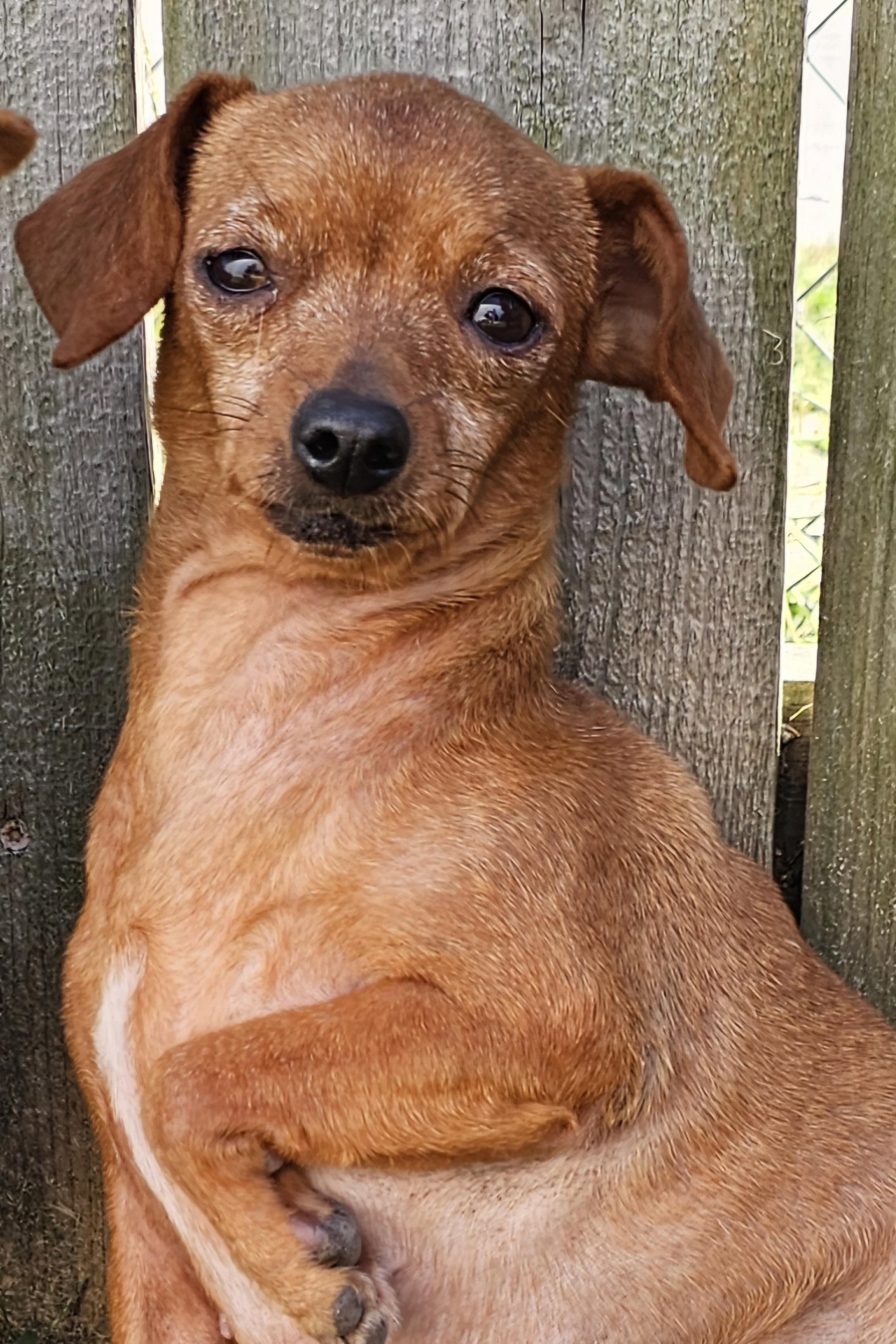 Enlarge Dottie, a Adoptable Chihuahua in Lexington, KY image 6/6