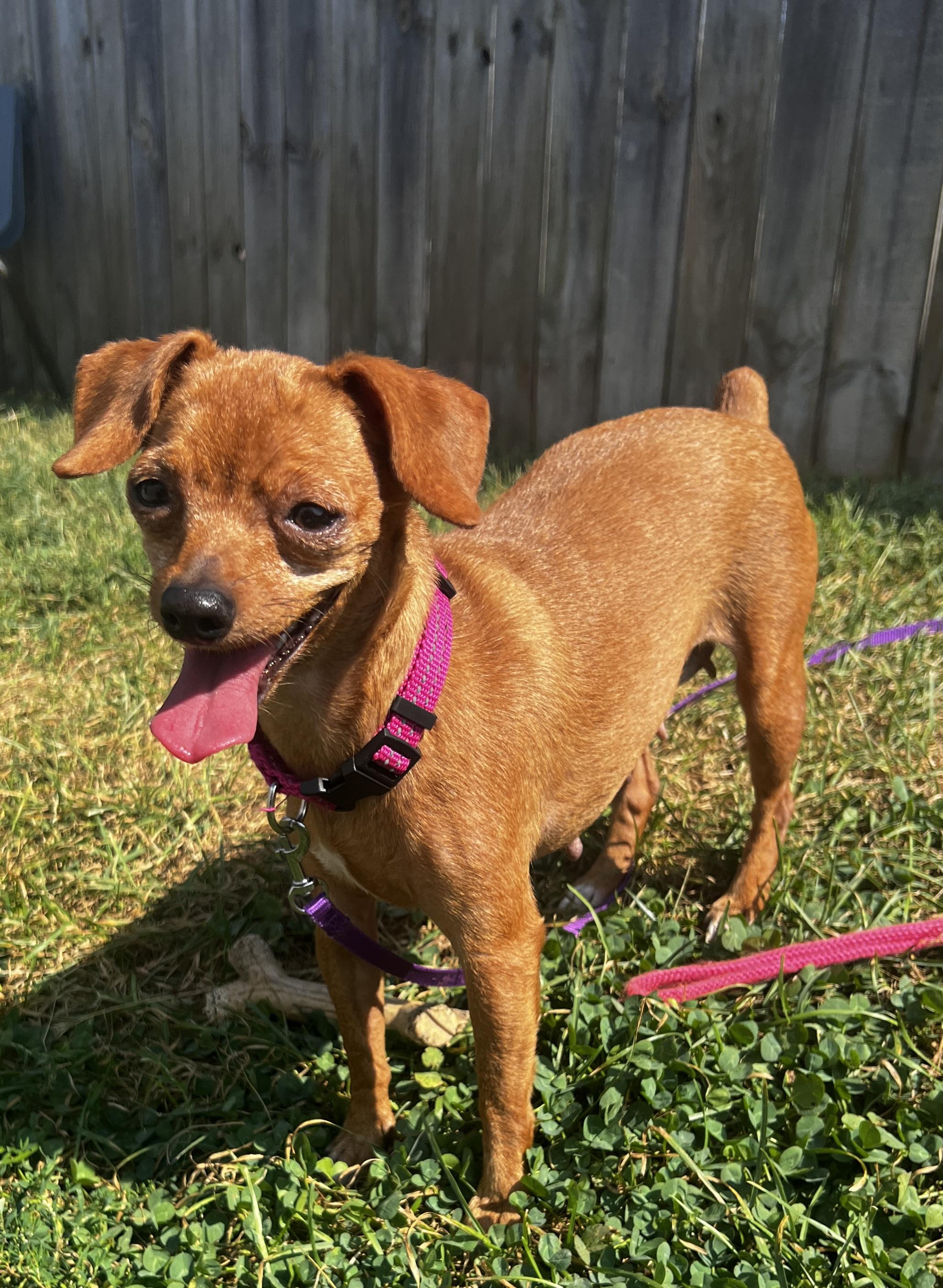 Enlarge Dottie, a Adoptable Chihuahua in Lexington, KY image 2/6