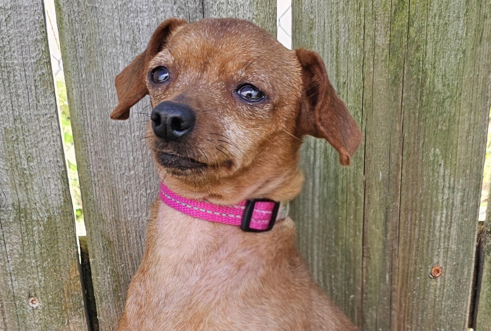 Enlarge Dottie, a Adoptable Chihuahua in Lexington, KY image 4/6