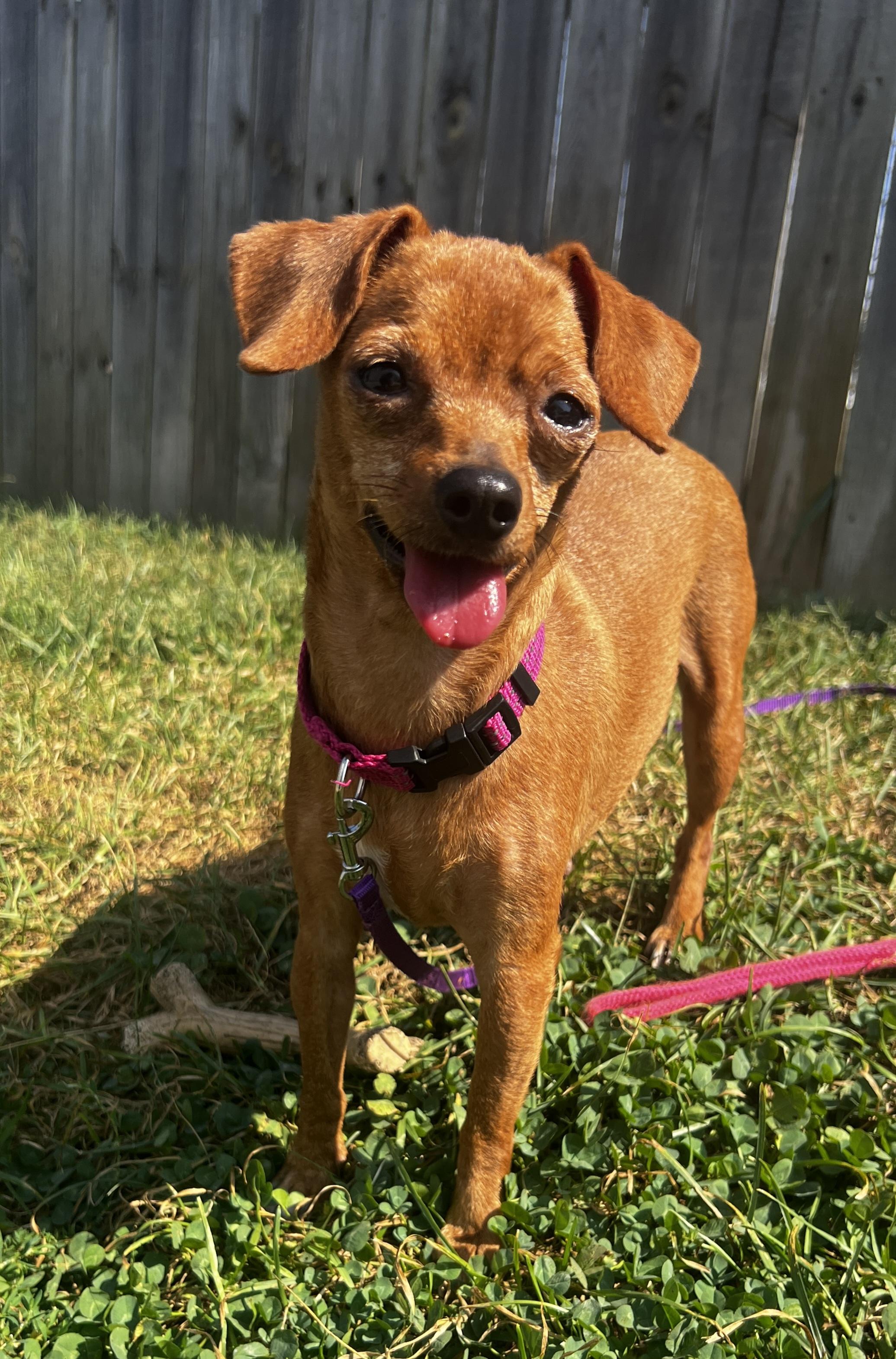 Enlarge Dottie, a Adoptable Chihuahua in Lexington, KY image 1/6