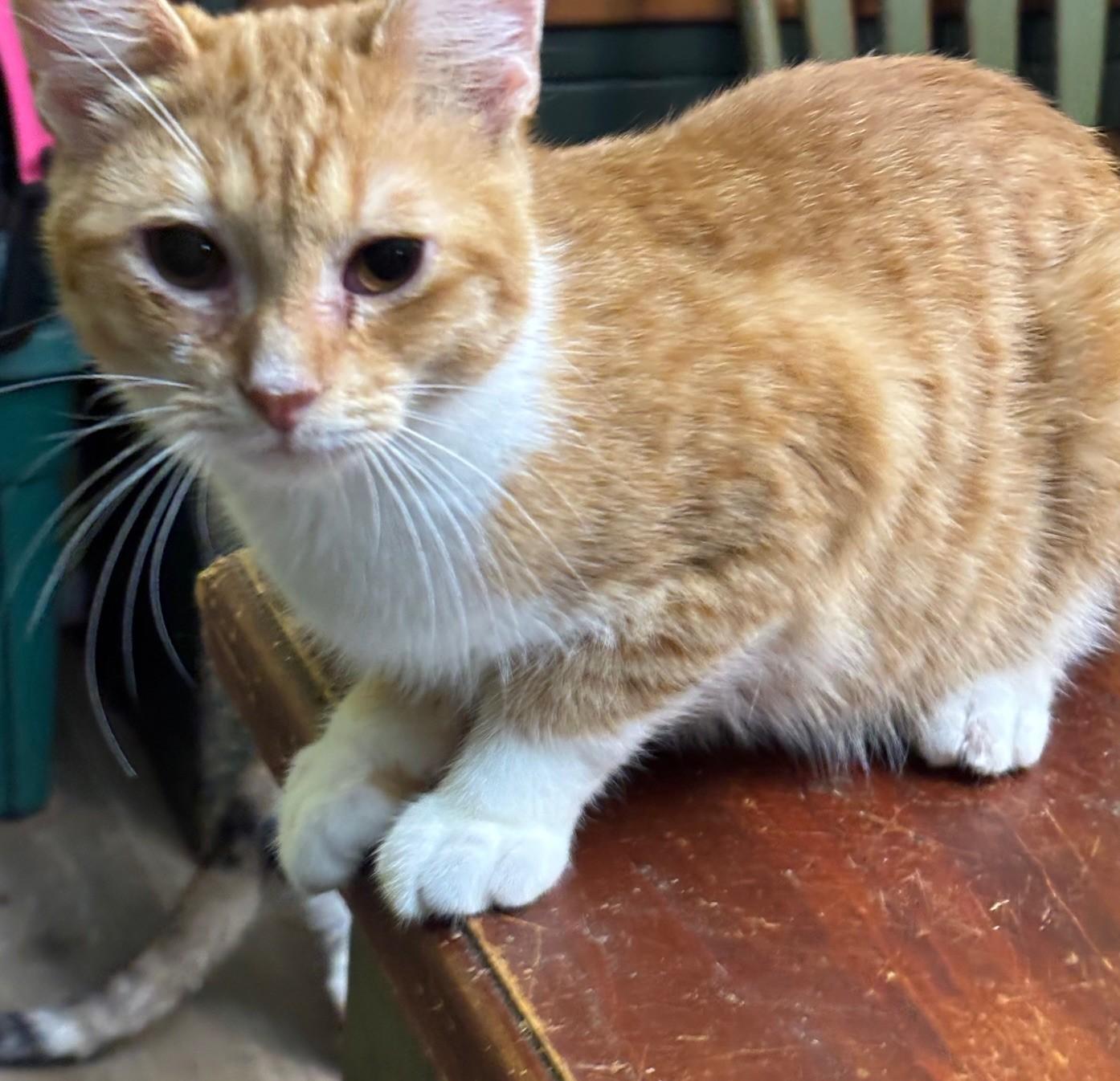 Louie, Adoptable, Kitten Male Domestic Short Hair.