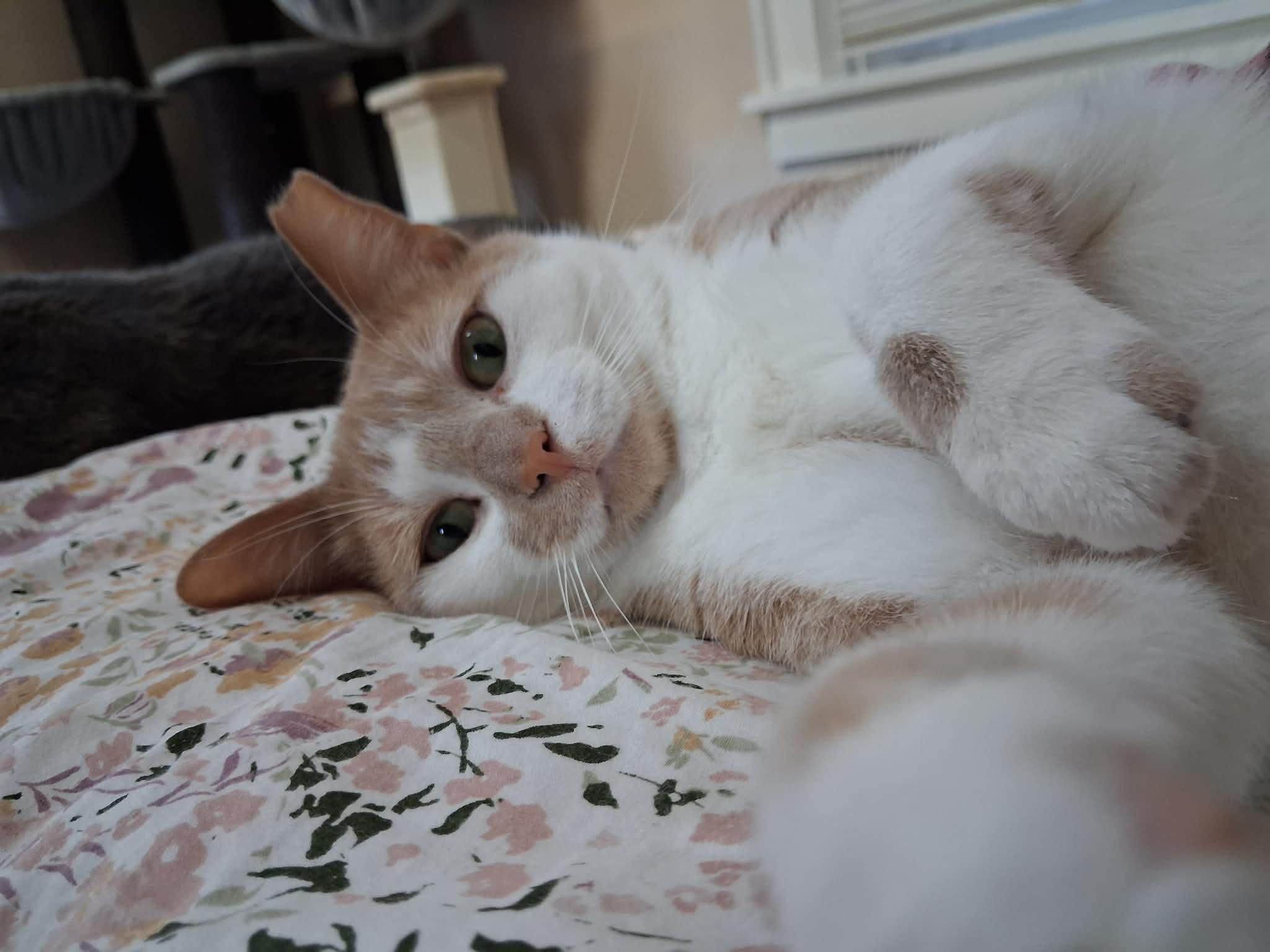 Enlarge Gus, an adoption pending Domestic Short Hair in Pittsburgh, PA image 3/6