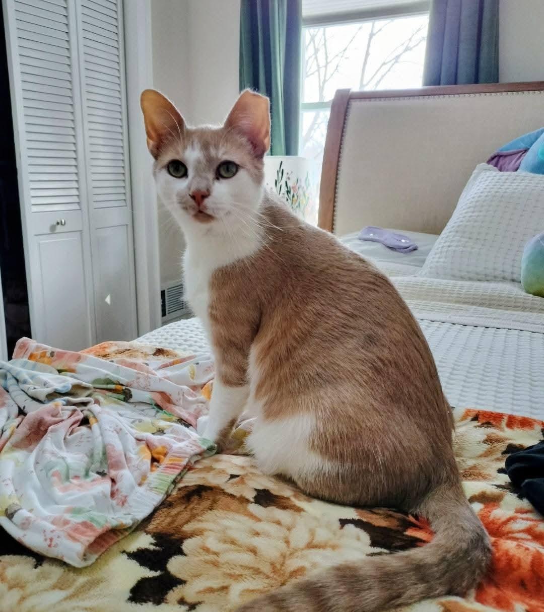Enlarge Gus, an adoption pending Domestic Short Hair in Pittsburgh, PA image 6/6