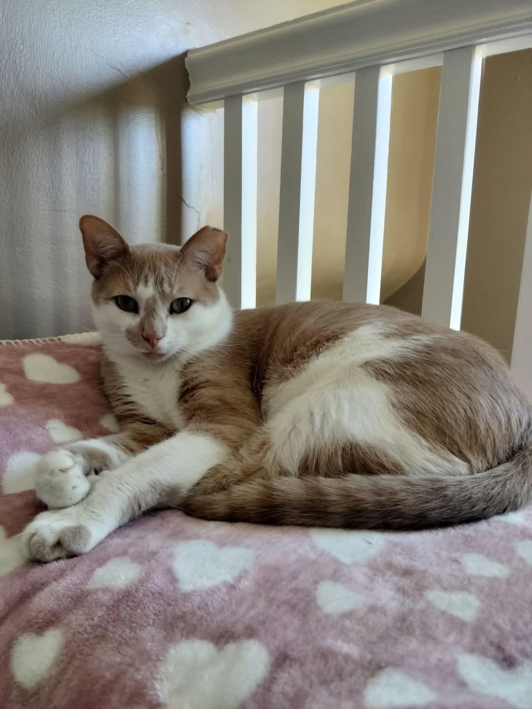 Enlarge Gus, an adoption pending Domestic Short Hair in Pittsburgh, PA image 4/6