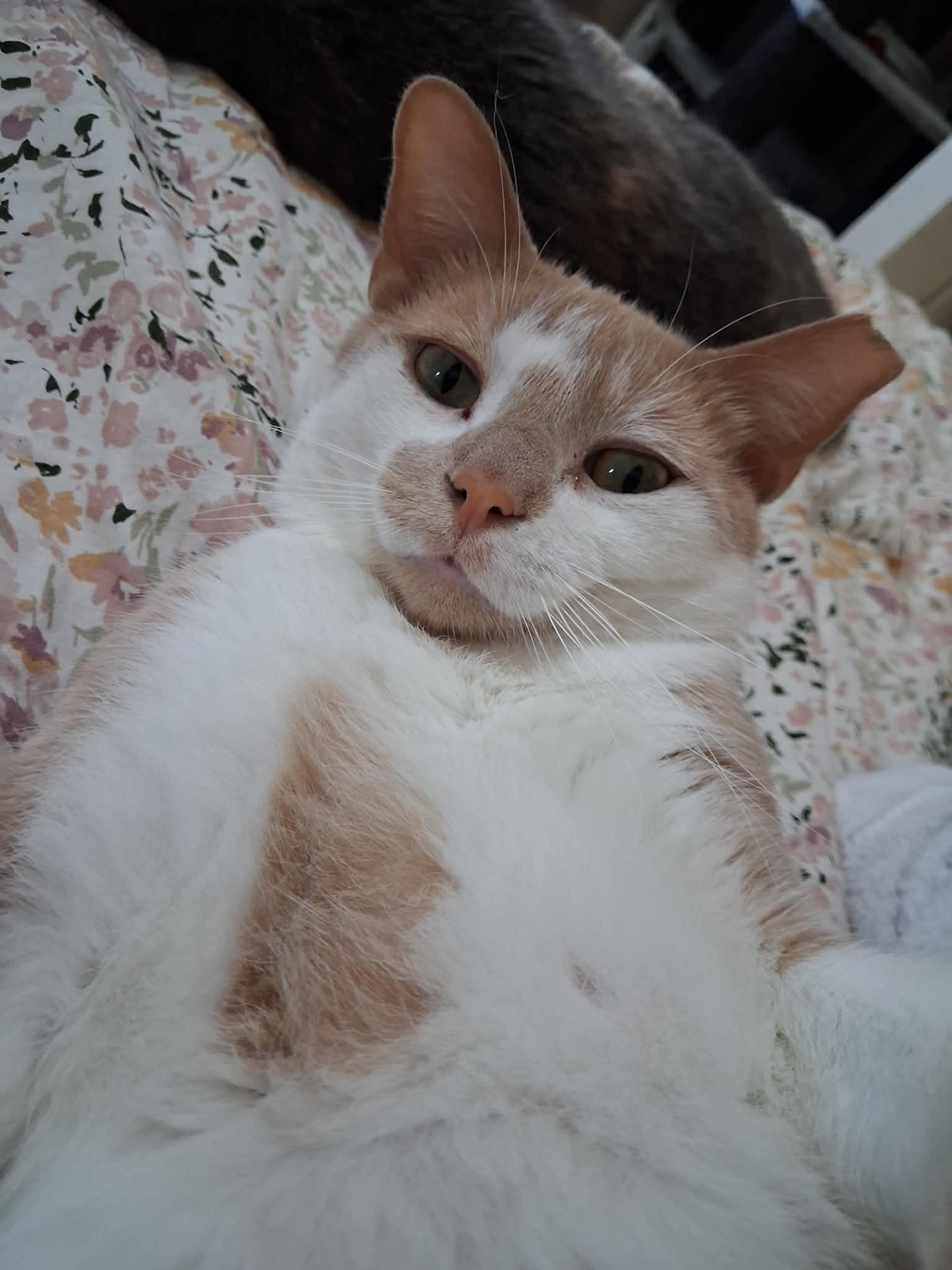 Enlarge Gus, an adoption pending Domestic Short Hair in Pittsburgh, PA image 1/6