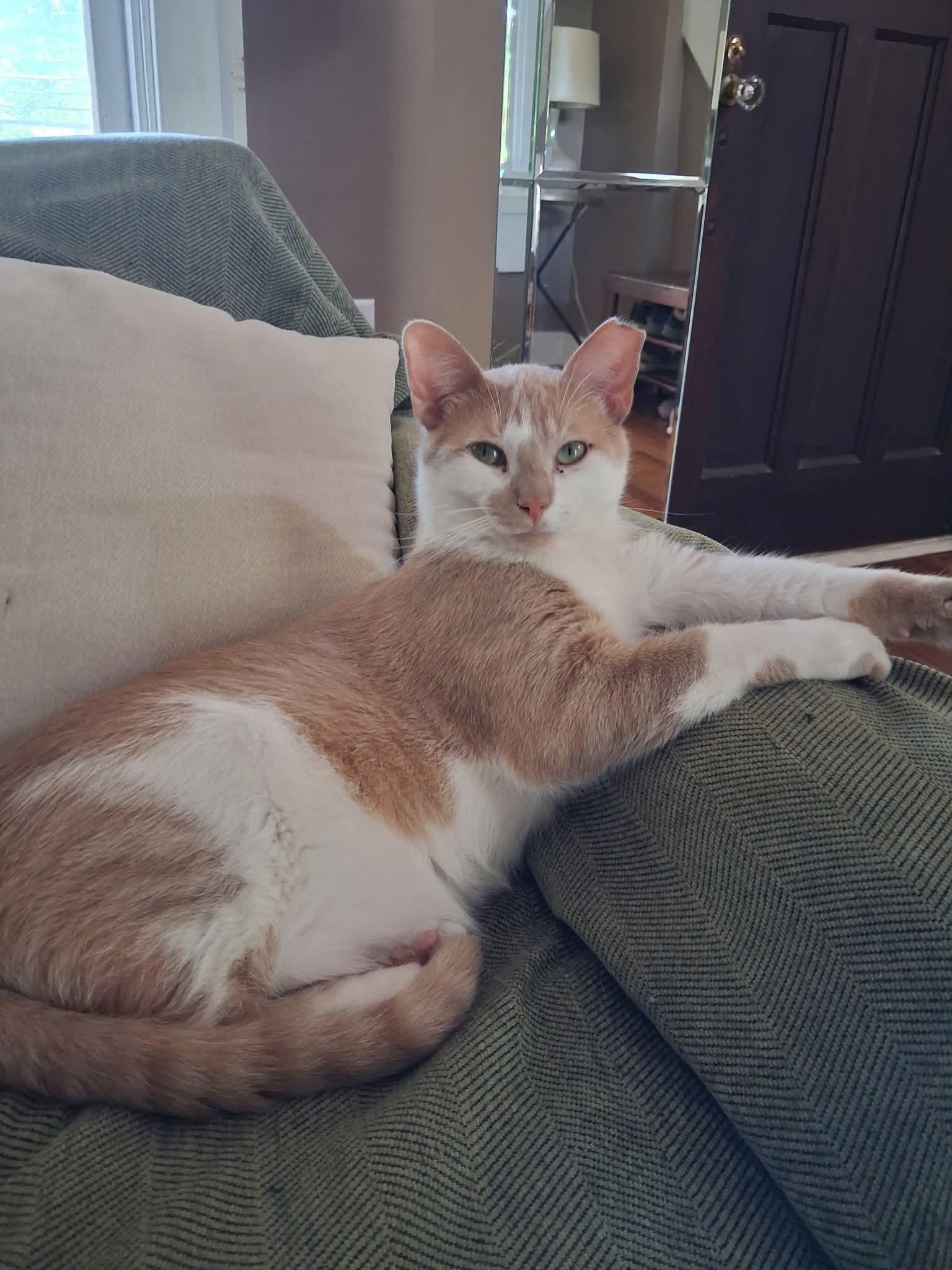Enlarge Gus, an adoption pending Domestic Short Hair in Pittsburgh, PA image 2/6