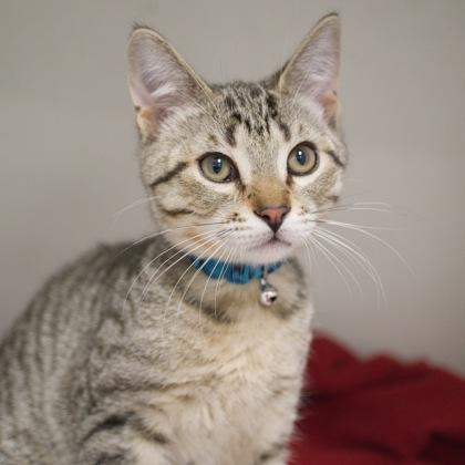 Enlarge James, a Adoptable Domestic Short Hair in Verona, WI image 1/3