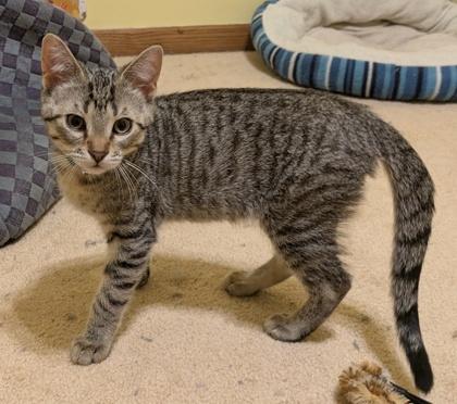 Enlarge James, a Adoptable Domestic Short Hair in Verona, WI image 2/3