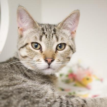 Enlarge James, a Adoptable Domestic Short Hair in Verona, WI image 3/3