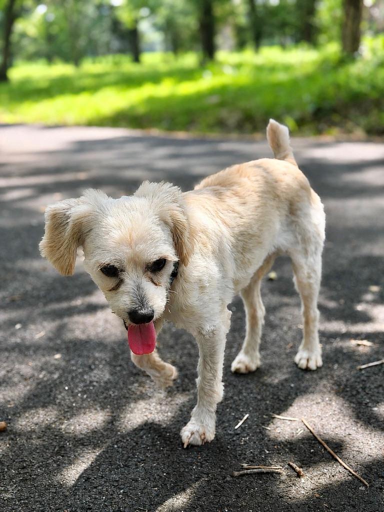 Clancy, Adoptable, Young Male Poodle & Pomeranian.