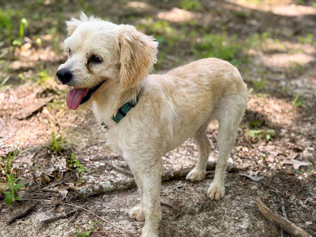 Clancy, a Adoptable mixed breed in Princeton, MA image 2/6
