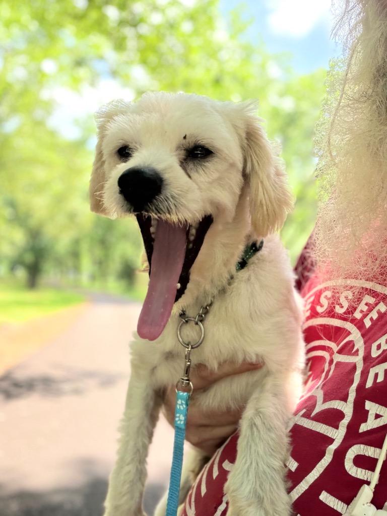 Clancy, a Adoptable mixed breed in Princeton, MA image 3/6