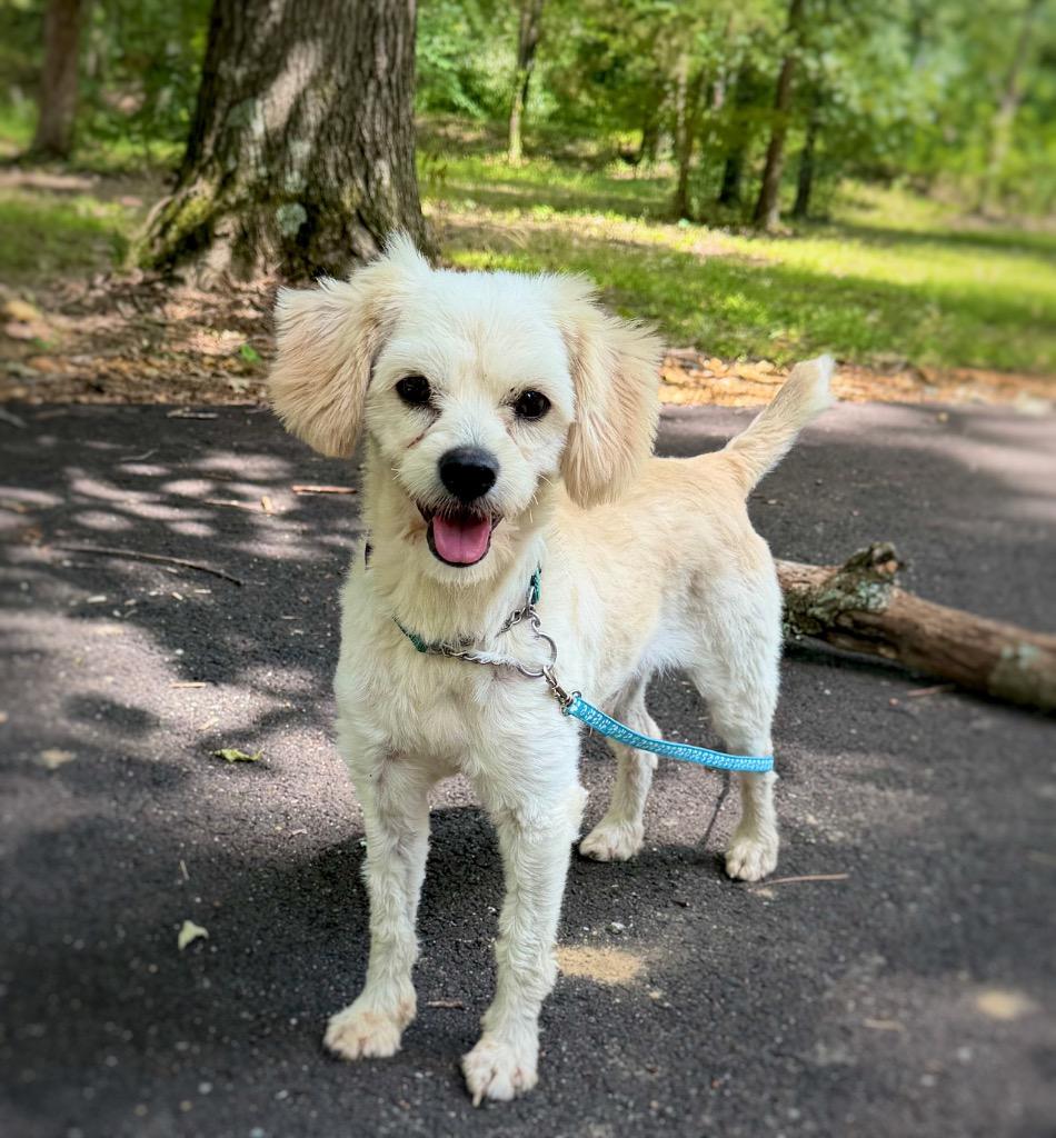 Clancy, a Adoptable mixed breed in Princeton, MA image 4/6