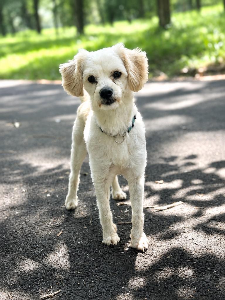 Clancy, a Adoptable mixed breed in Princeton, MA image 5/6