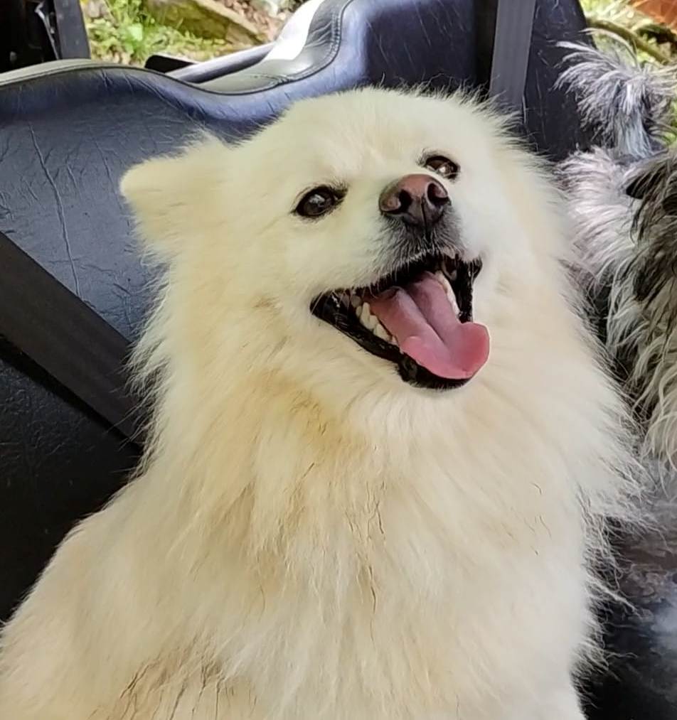 Nechi, Adopted, Adult Male German Spitz.