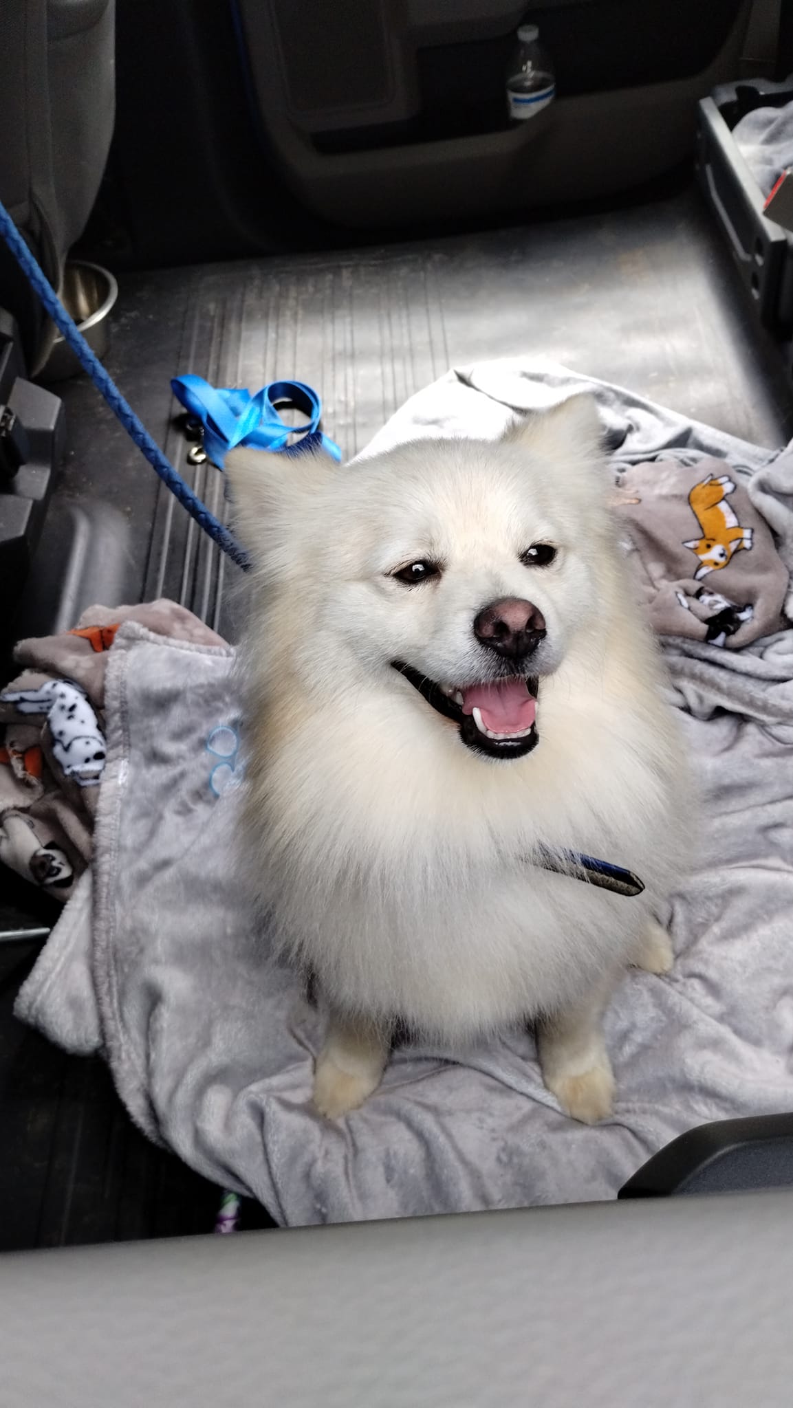 Enlarge Nechi, a Adopted German Spitz in Hayesville, NC image 2/3