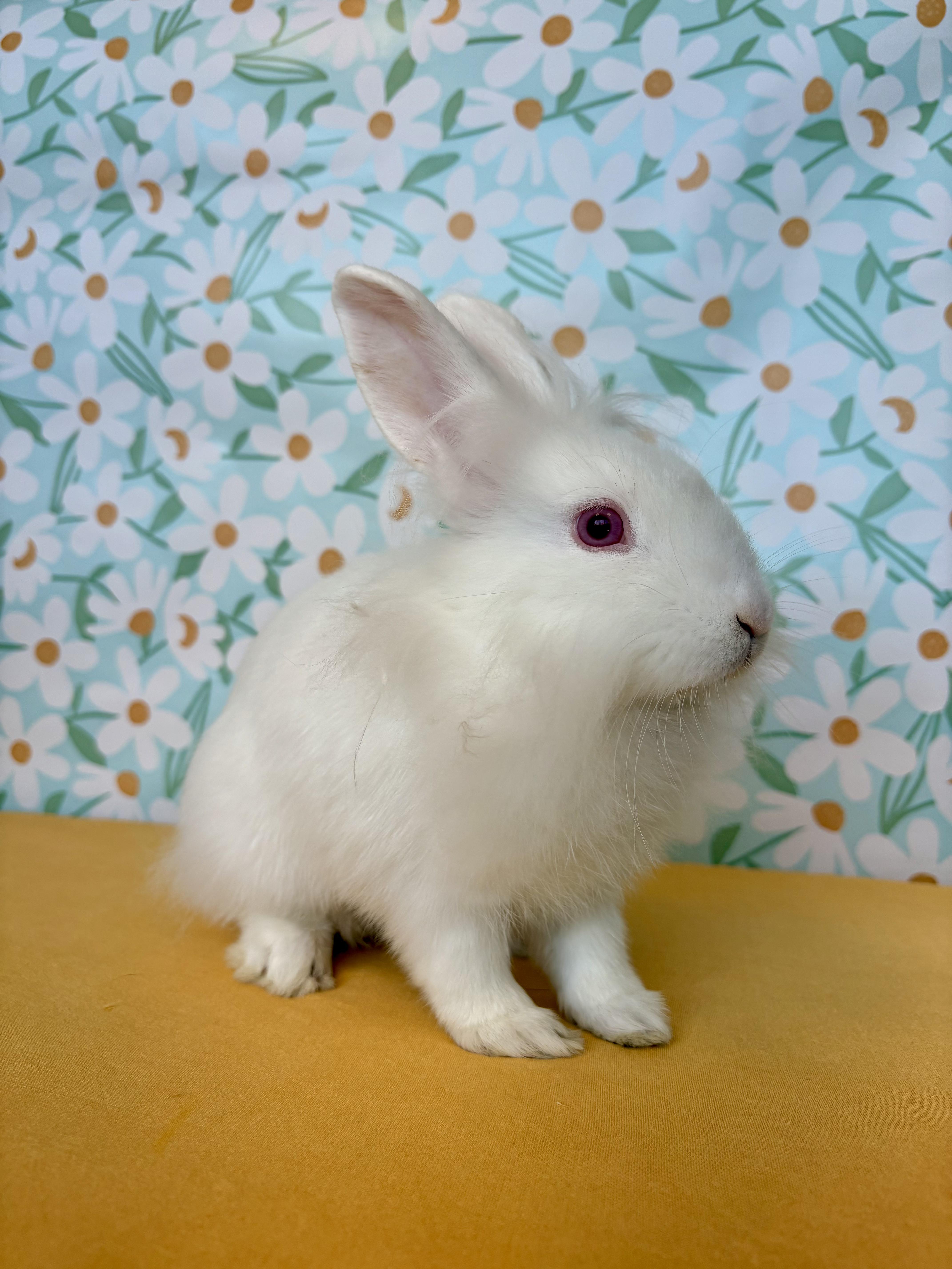 Enlarge Sloane, a Adopted mixed breed in Long Beach, CA image 4/4
