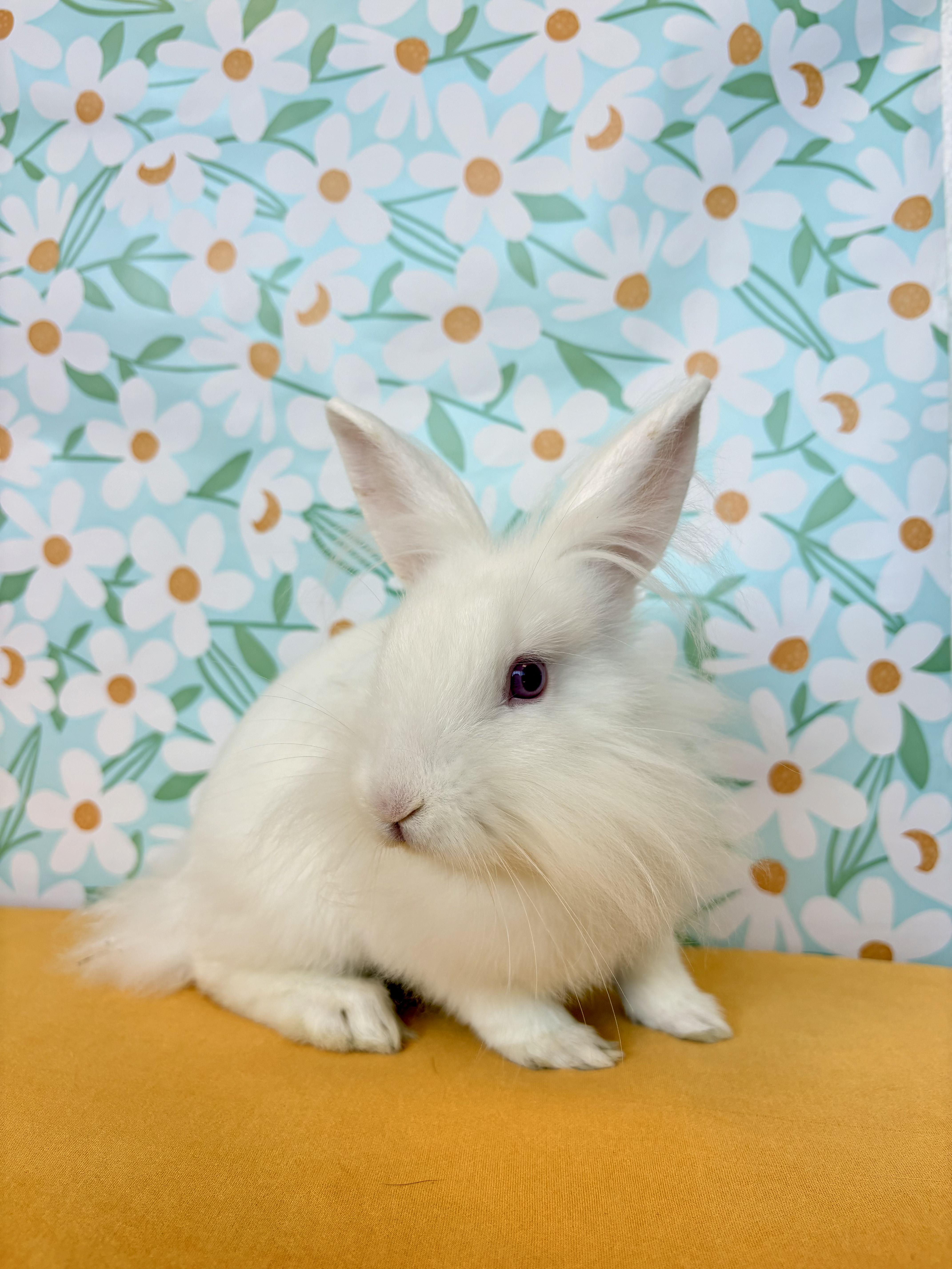 Enlarge Sloane, a Adopted mixed breed in Long Beach, CA image 2/4