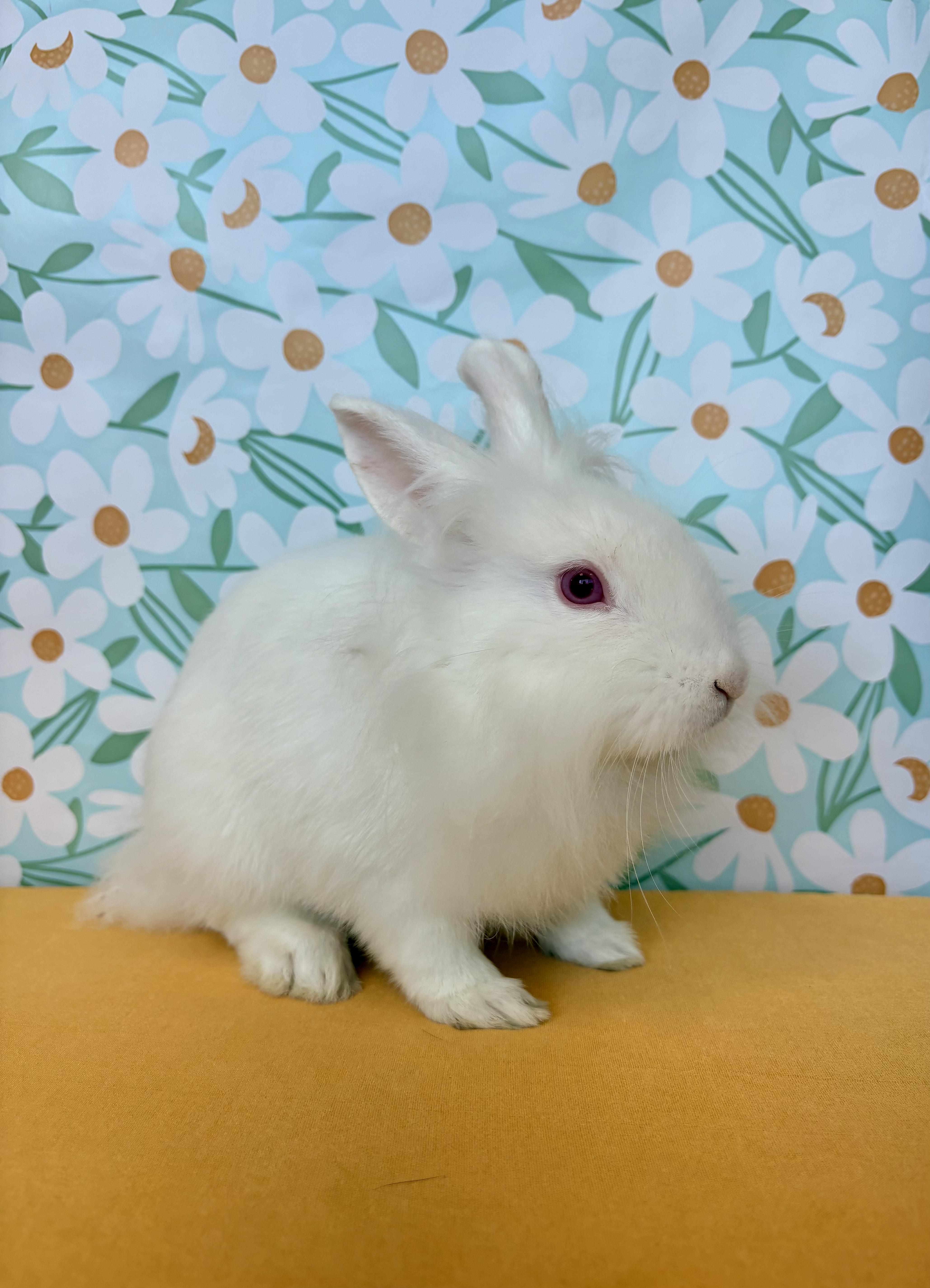 Enlarge Sloane, a Adopted mixed breed in Long Beach, CA image 3/4