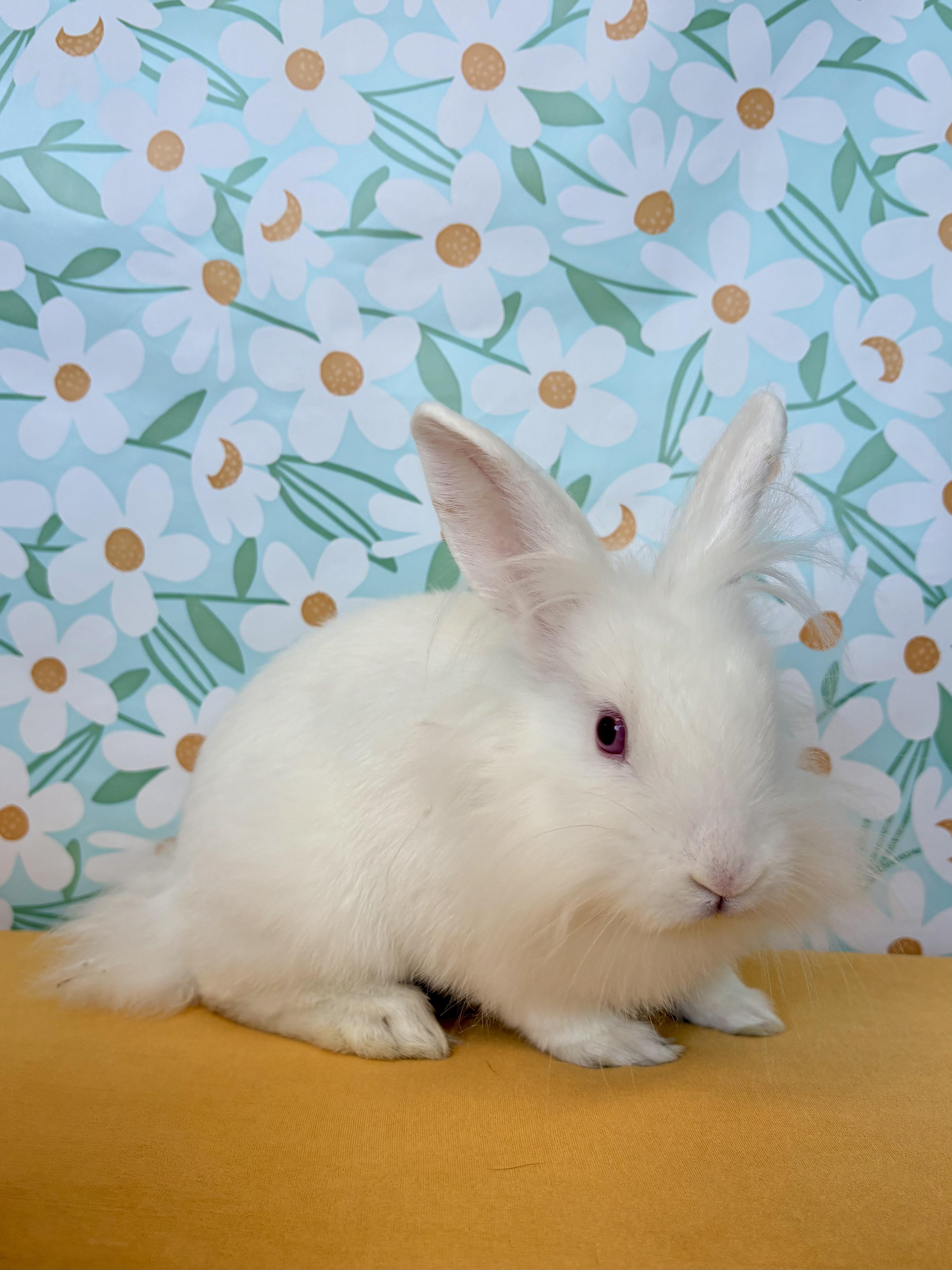 Sloane, Adopted, Young Male Lionhead & Florida White.