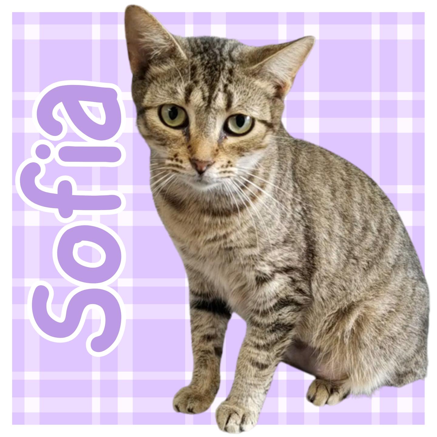 Sofia, adopted, Adult Female Domestic Short Hair.