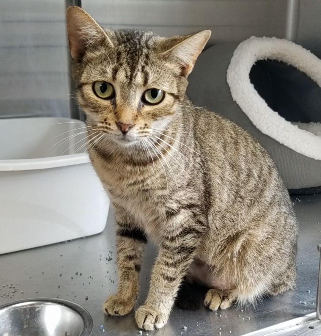 Sofia, an adopted Domestic Short Hair in Aransas Pass, TX image 2/2