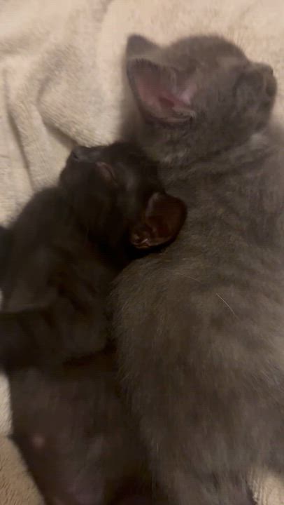 Enlarge Peter, a Adopted mixed breed in Hickory, NC video 4/4