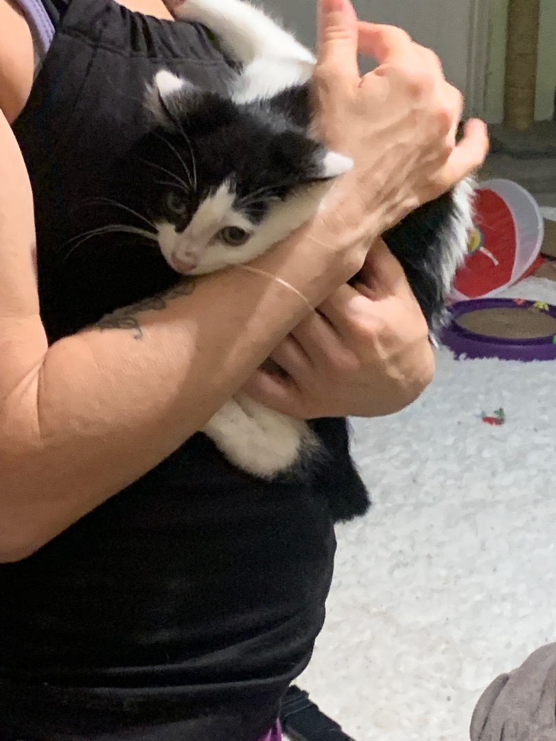 Enlarge Perry, a Adoptable mixed breed in Newark valley, NY image 1/9