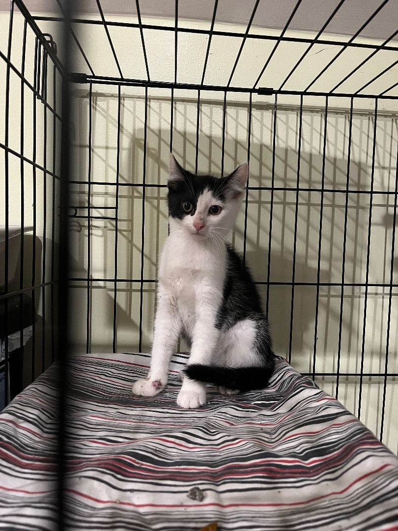 Enlarge Perry, a Adoptable mixed breed in Newark valley, NY image 2/9