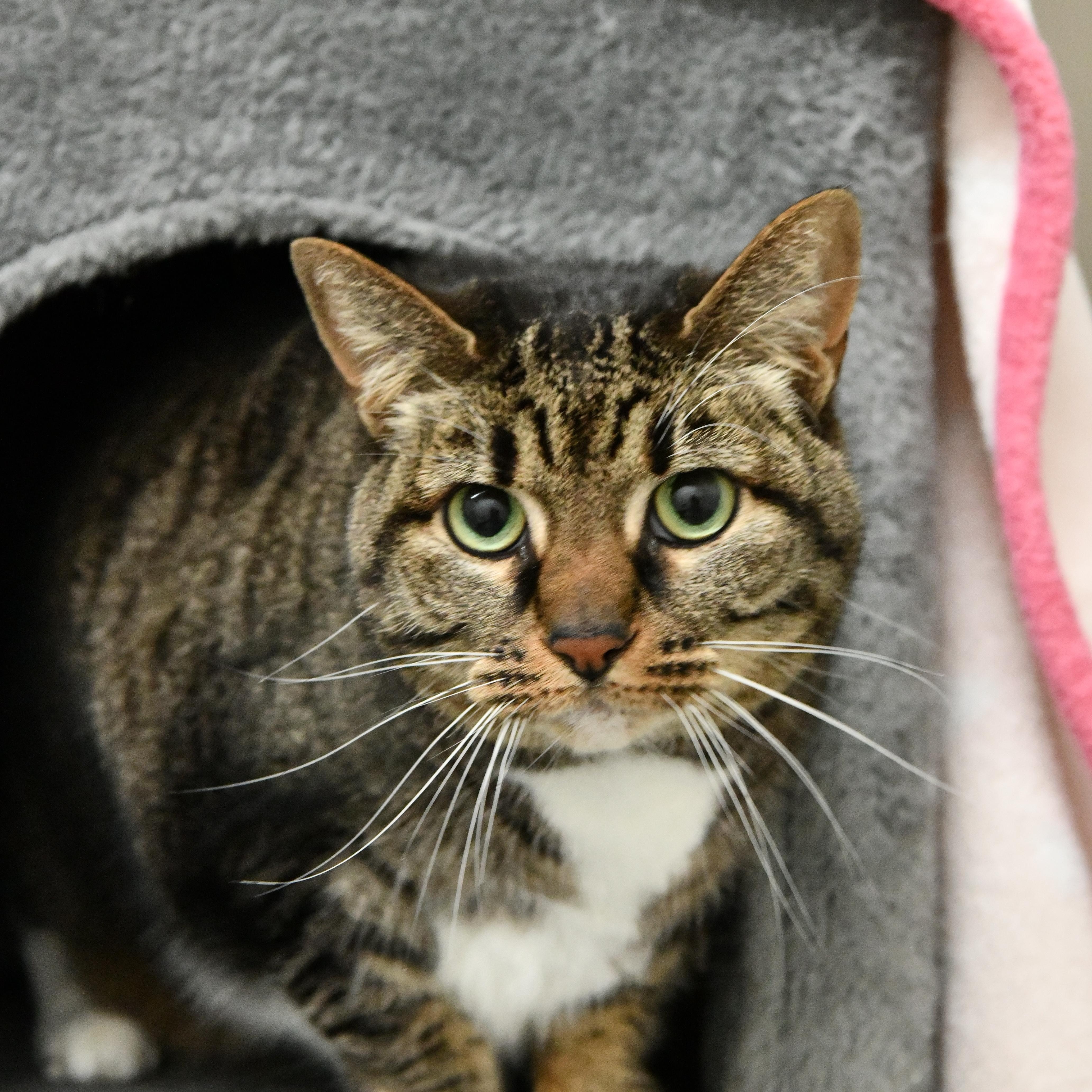 Enlarge Nyla, a ADOPTABLE Domestic Short Hair in Fairhope, AL image 1/1