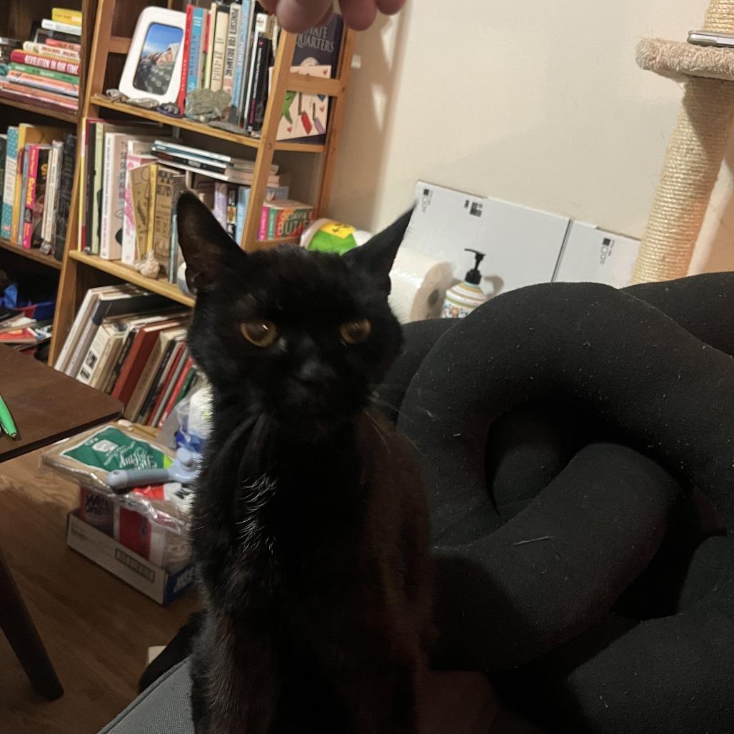 Wren, Adoptable, Senior Male Domestic Short Hair.