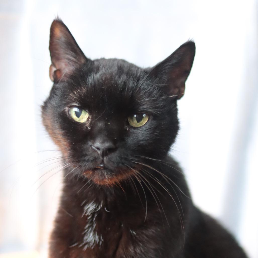 Wren, a Adoptable Domestic Short Hair in Philadelphia, PA image 3/6