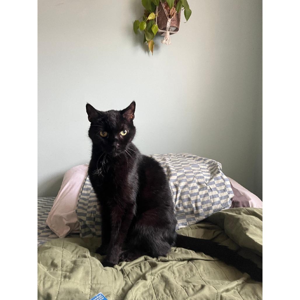 Wren, a Adoptable Domestic Short Hair in Philadelphia, PA image 4/6