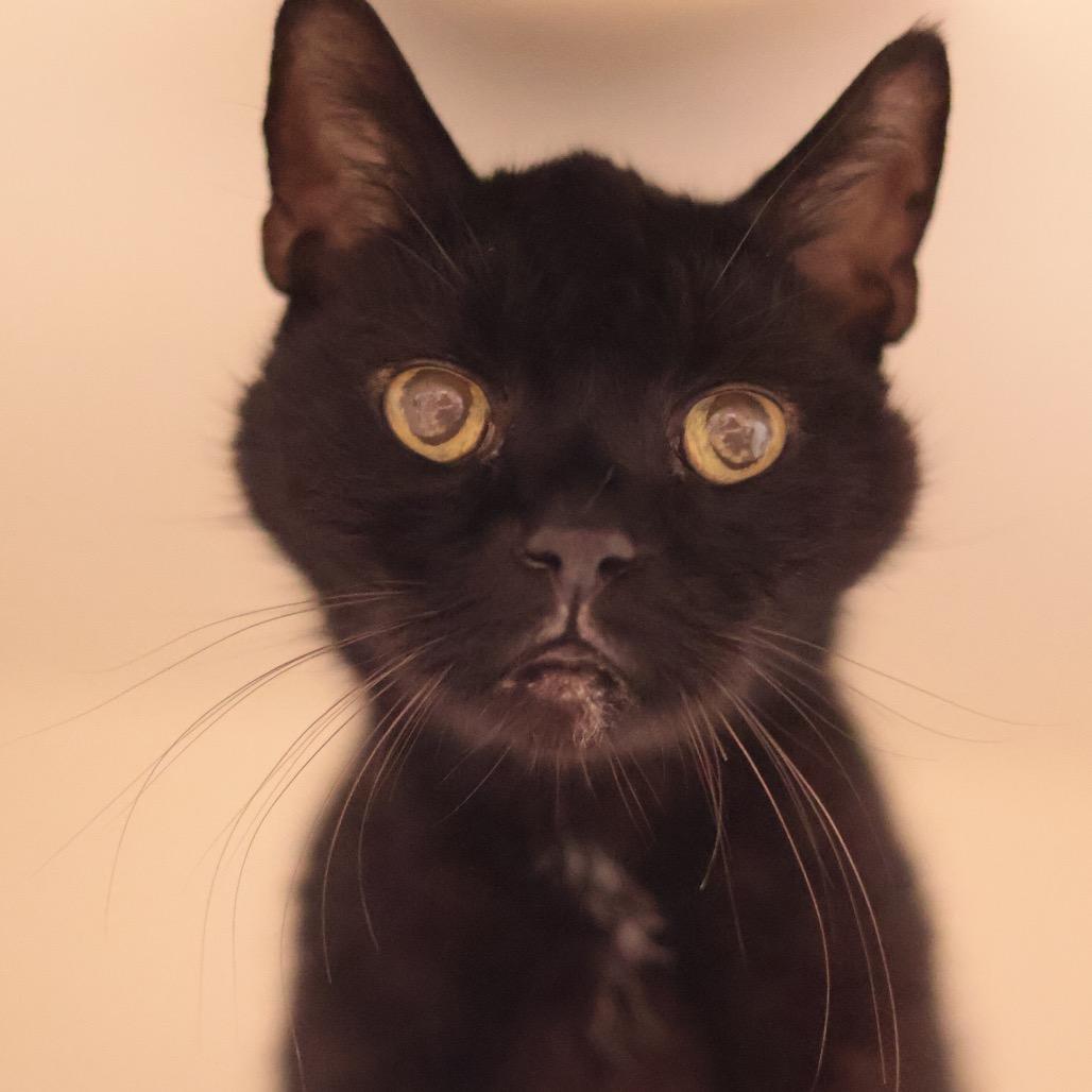 Wren, a Adoptable Domestic Short Hair in Philadelphia, PA image 5/6